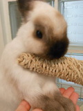 Adopter un lapin. 1- Informations