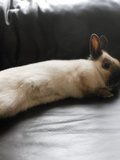Adopter un lapin. 2 - Quel lapin choisir