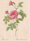 Mignonne, allons voir si la rose