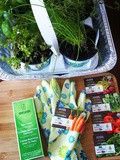 Semer pour l'avenir... j'ai un potager sur mon balcon! #Semerpourlavenir