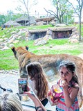 #ZooDeGranby - Les lions de très près
