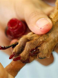 Le vernis à ongles…pour chien