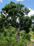 Treedom – Plantez un arbre en un clic 🌳